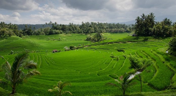 How Paddy-i Financing Can Help Rice Planting Activities
