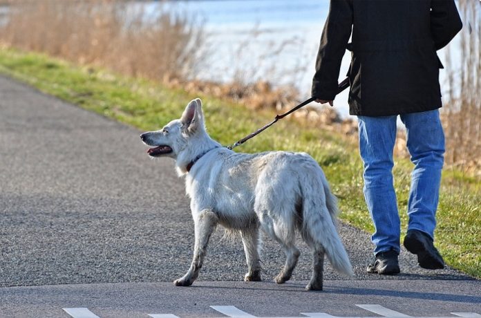 Fun and Quirky Business Ideas for Dog Walking in Malaysia