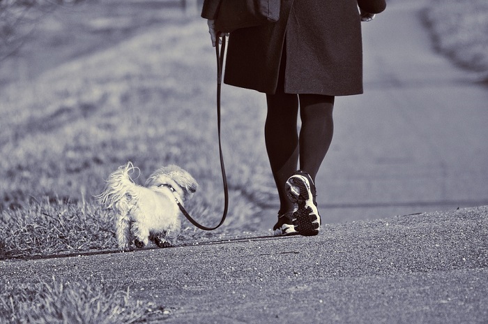 Fun and Quirky Business Ideas for Dog Walking in Malaysia